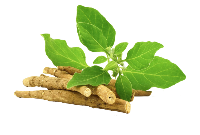 Ashwagandha: The Stress Reliever